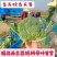 湖北西兰花/湖北菜花/青梗西兰花/绿色菜花