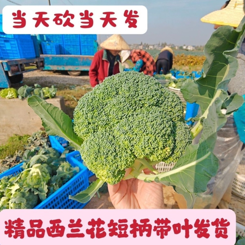 湖北西兰花/湖北菜花/青梗西兰花/绿色菜花