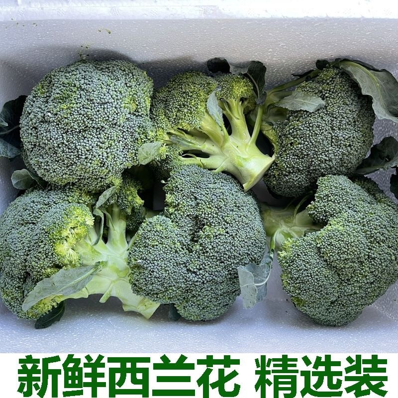 湖北西兰花/湖北菜花/青梗西兰花/绿色菜花