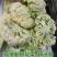 青梗白面菜花/湖北白花菜/松花菜/大米粒花菜