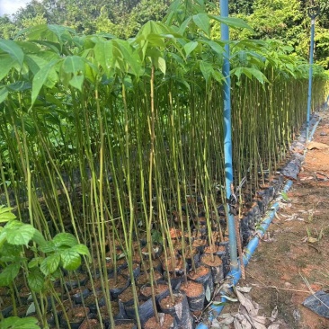 大腹木棉绿化苗木大腹木棉自家基地直供量大优惠