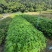 大腹木棉绿化苗木大腹木棉自家基地直供量大优惠