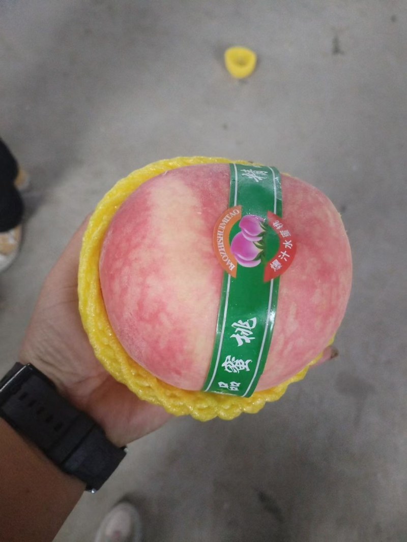 绿化九西飞毛桃主产区