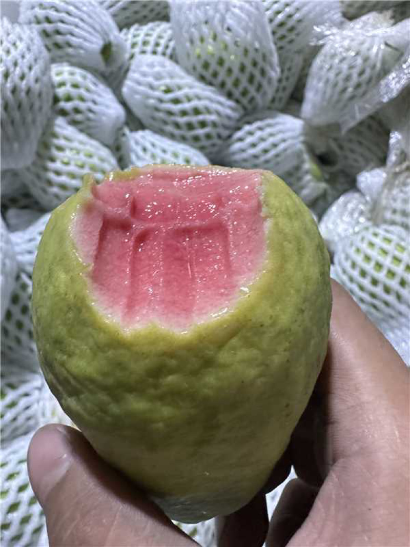 红心芭乐品质保证服务周到产地直发价格美丽