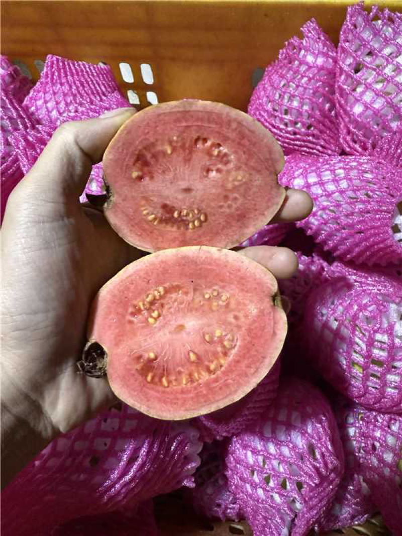 红心芭乐品质保证服务周到产地直发价格美丽