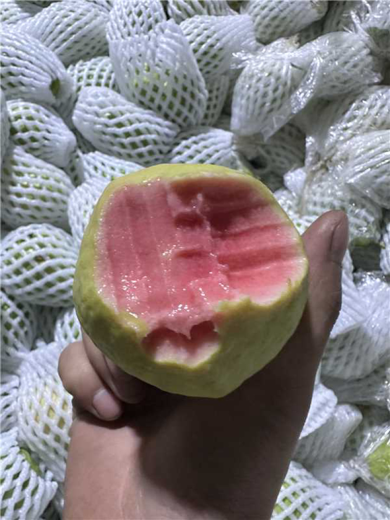 红心芭乐品质保证服务周到产地直发价格美丽
