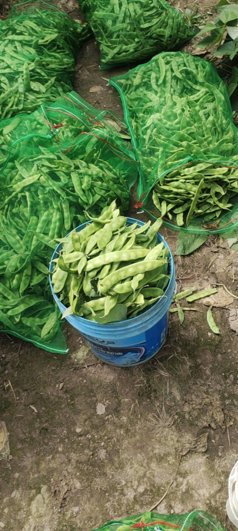 今天采摘精品豆角