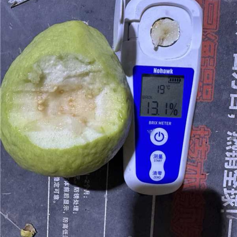 白心芭乐品质保证大量有货产地直销价格优惠