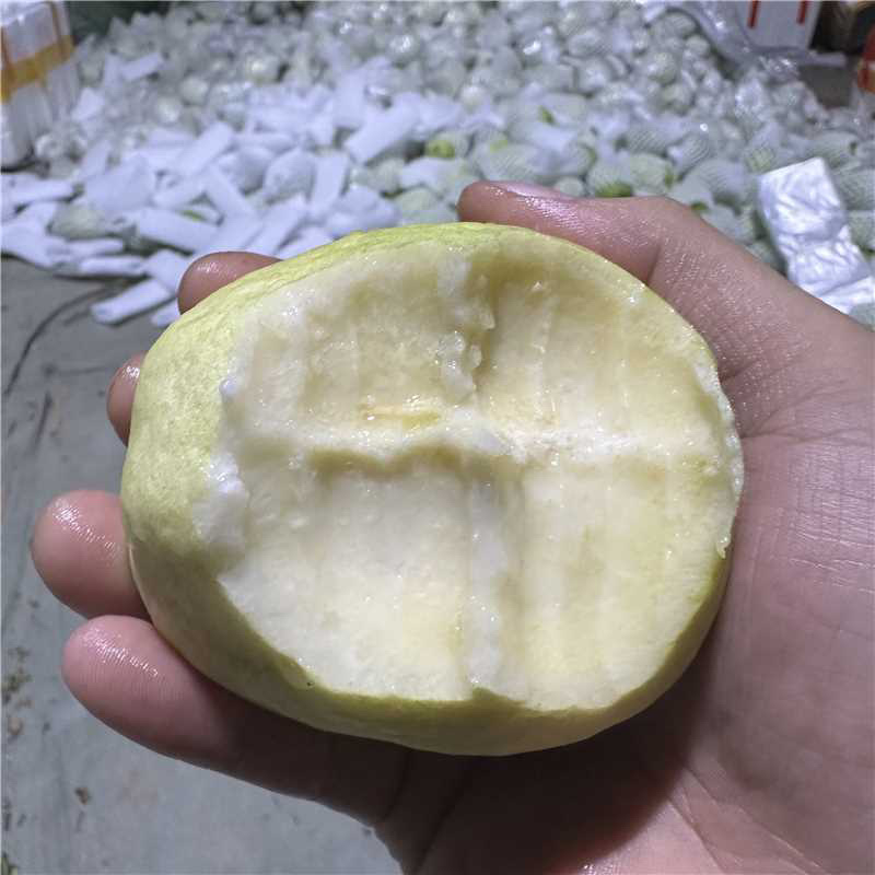 白心芭乐品质保证大量有货产地直销价格优惠