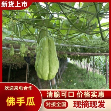沂源新鲜佛手瓜，表面光滑产地直发丰收窝瓜现摘洋瓜捧瓜寿瓜