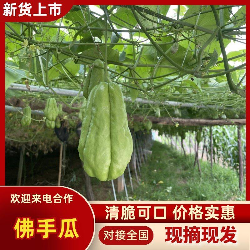 沂源新鲜佛手瓜，表面光滑产地直发丰收窝瓜现摘洋瓜捧瓜寿瓜