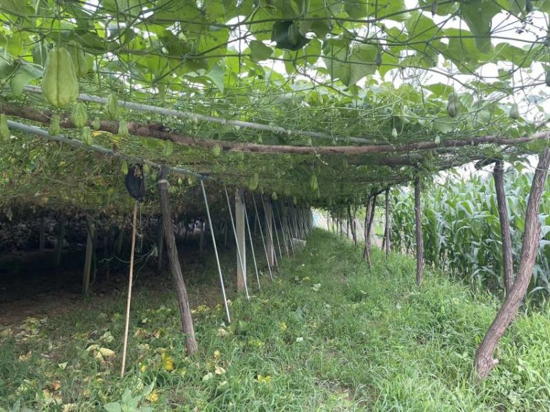 沂源新鲜佛手瓜，表面光滑产地直发丰收窝瓜现摘洋瓜捧瓜寿瓜