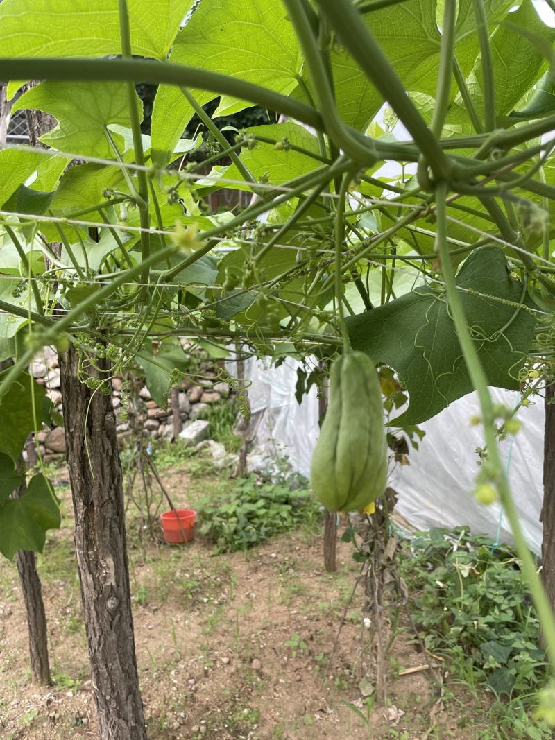 沂源新鲜佛手瓜，表面光滑产地直发丰收窝瓜现摘洋瓜捧瓜寿瓜