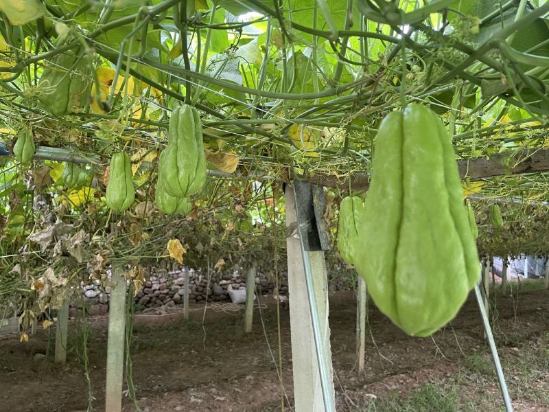 沂源新鲜佛手瓜，表面光滑产地直发丰收窝瓜现摘洋瓜捧瓜寿瓜