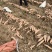 龙九龙薯九红薯自家种植品种齐全价格实惠质量保证