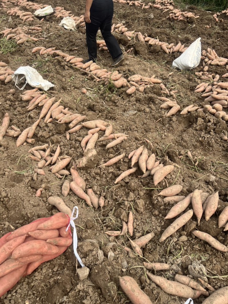 龙九龙薯九红薯自家种植品种齐全价格实惠质量保证