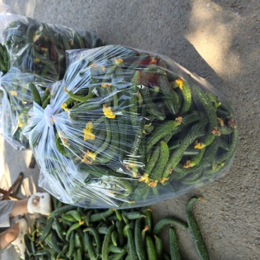 食堂监狱餐馆专用次黄瓜每天鲜货