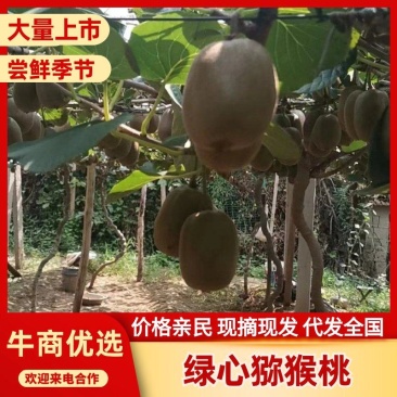 精品猕猴桃山东沂源碧玉泰山一号纯甜绿心猕猴桃大量上市
