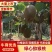精品猕猴桃山东沂源碧玉泰山一号纯甜绿心猕猴桃大量上市