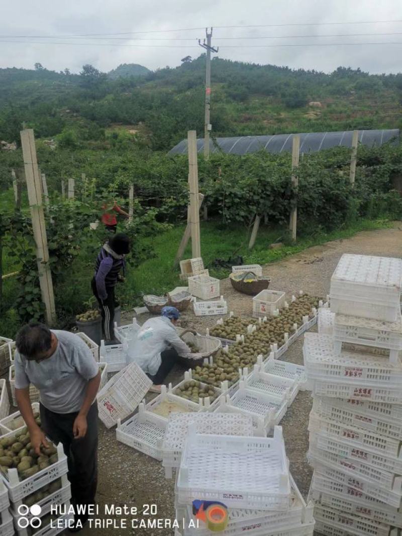精品猕猴桃山东沂源碧玉泰山一号纯甜绿心猕猴桃大量上市