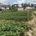 特级拉森法兰地秋季生产草莓苗价格优惠提供技术售后保障