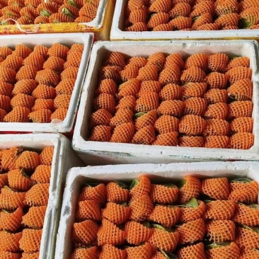 杨桃