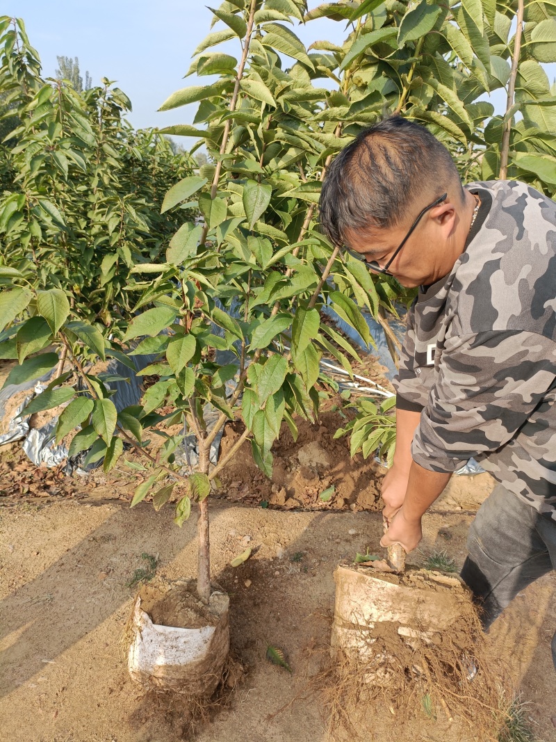 黄果大樱桃**品种，辉煌1-5樱桃苗