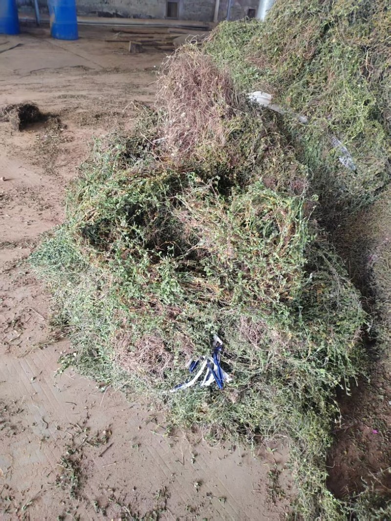 黄毛耳草对接各大平台全年有货质优价廉