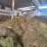 黄毛耳草对接各大平台全年有货质优价廉