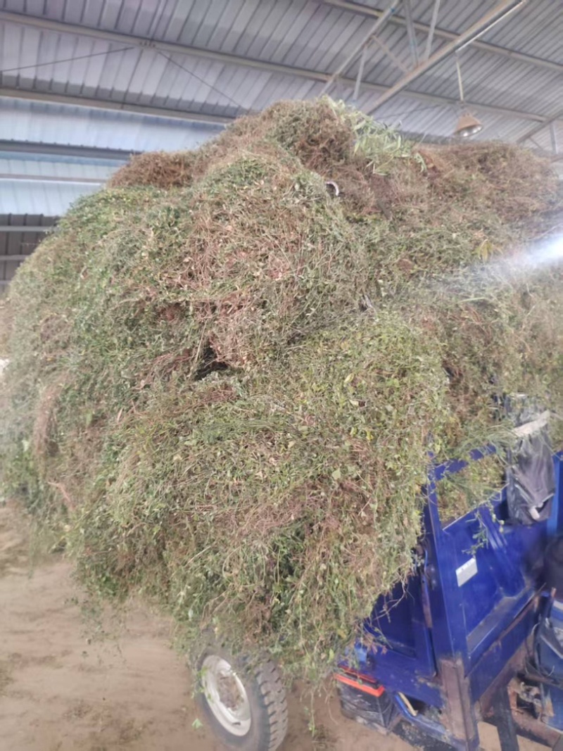 黄毛耳草对接各大平台全年有货质优价廉