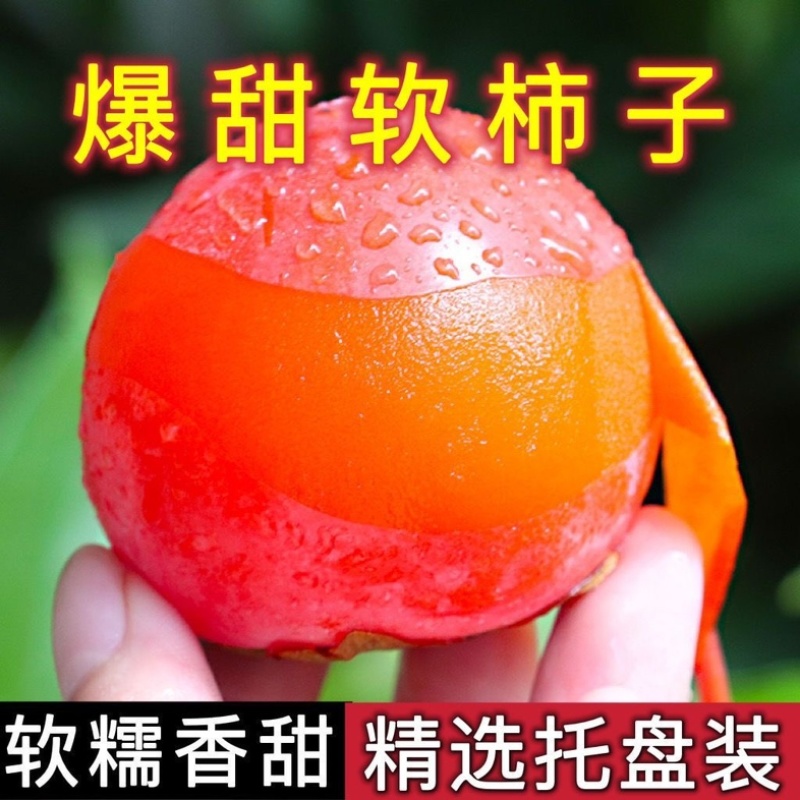 七月黄柿子/陕西柿子/陕西渭南大荔柿子/产区发货