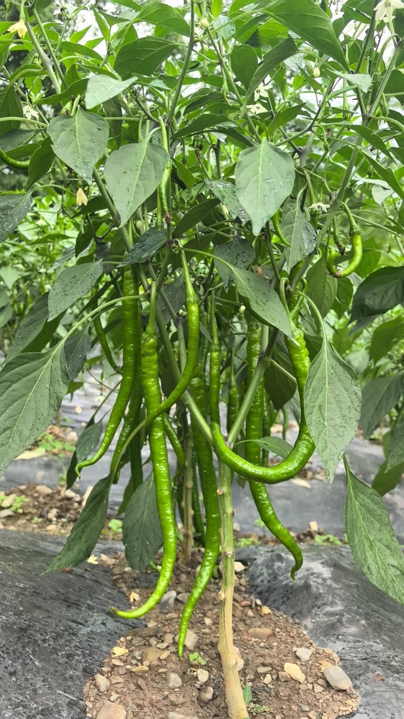8号线椒