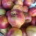 大连陆地油七上市离核个大产地代办