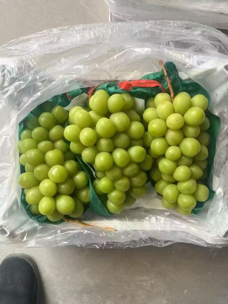 阳光玫瑰葡萄对接全国市场电商商超大颗粒肉质厚葡萄