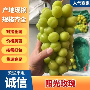 【葡萄】精品阳光玫瑰，山东沂源葡萄全国发货