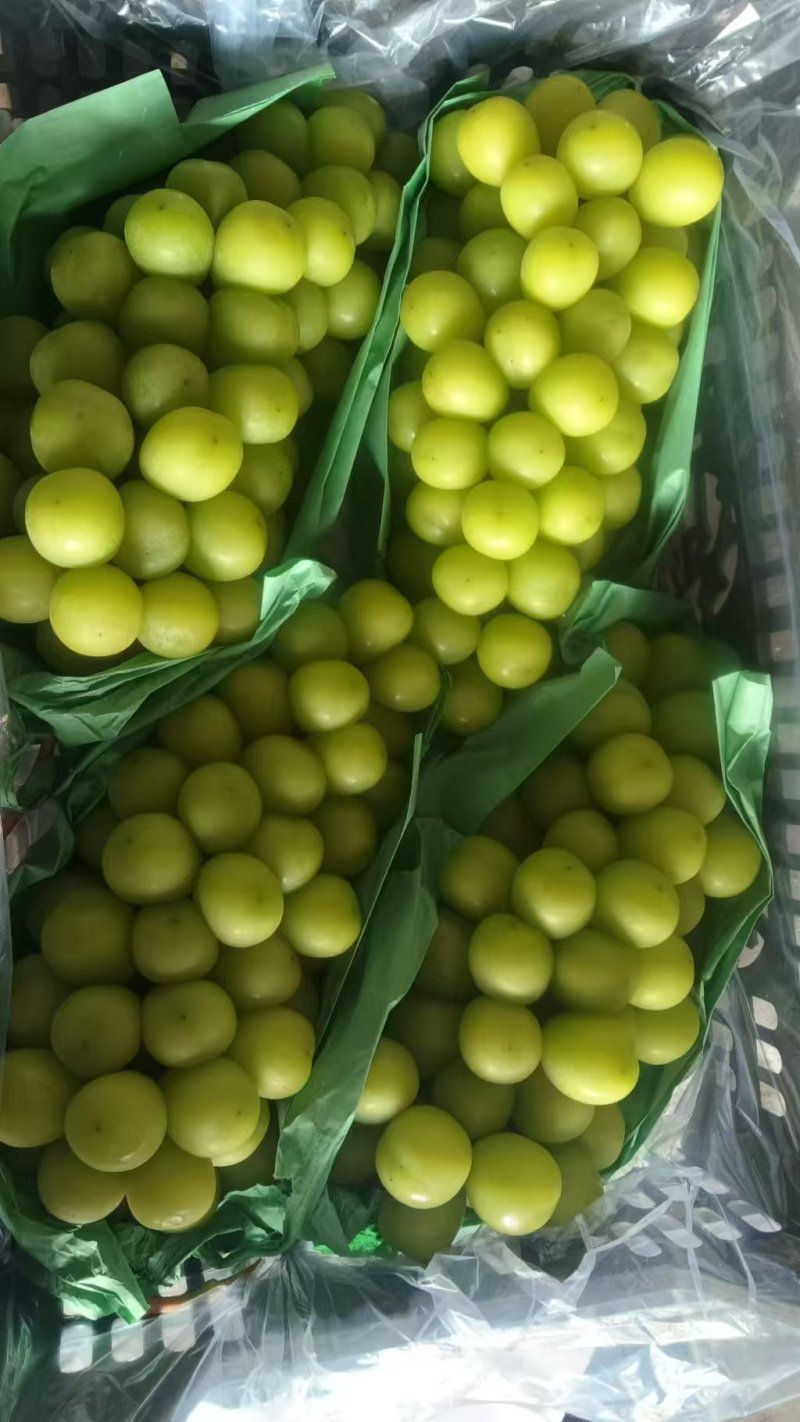 【葡萄】精品阳光玫瑰，山东沂源葡萄全国发货