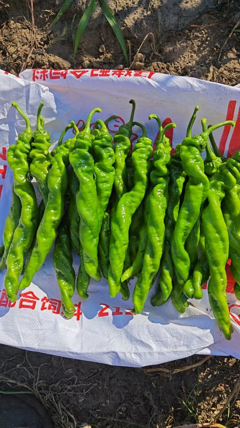 螺丝椒
