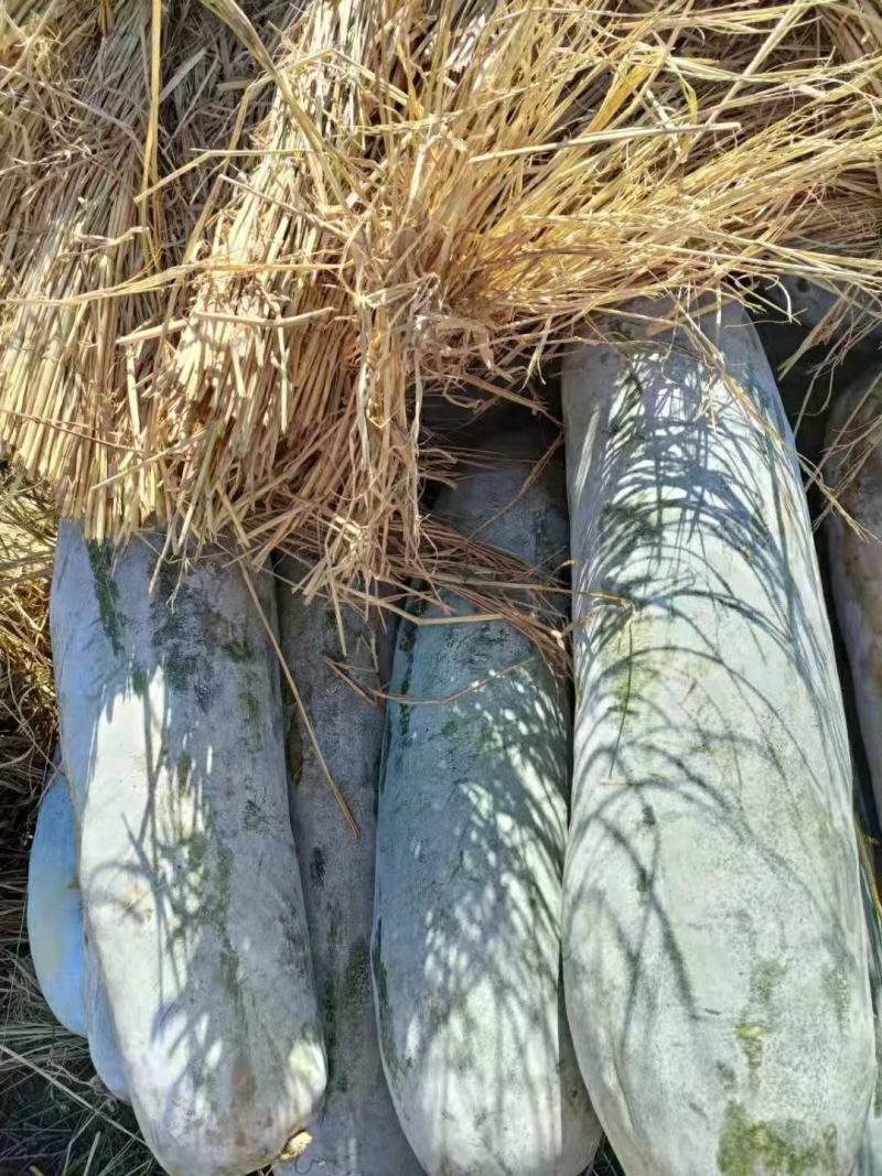 精品白皮冬瓜产地发货一手货源批发品质保证价格美丽欢迎下单