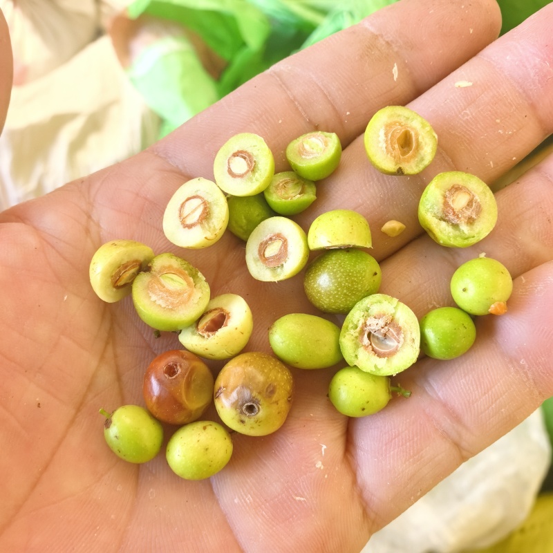 酸枣大量上市
