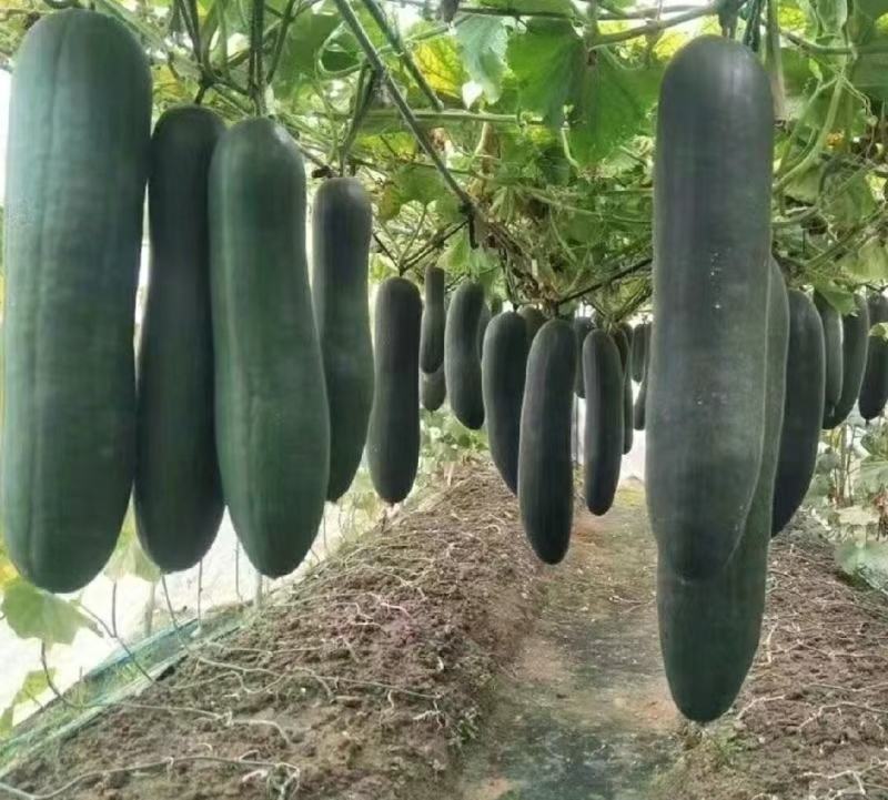 精品黑皮冬瓜产地发货一手货源批发品质保证价格美丽欢迎下单