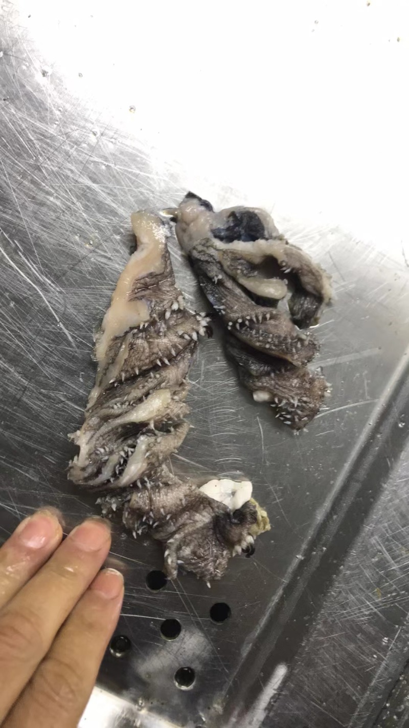 毛肚头子。地板
