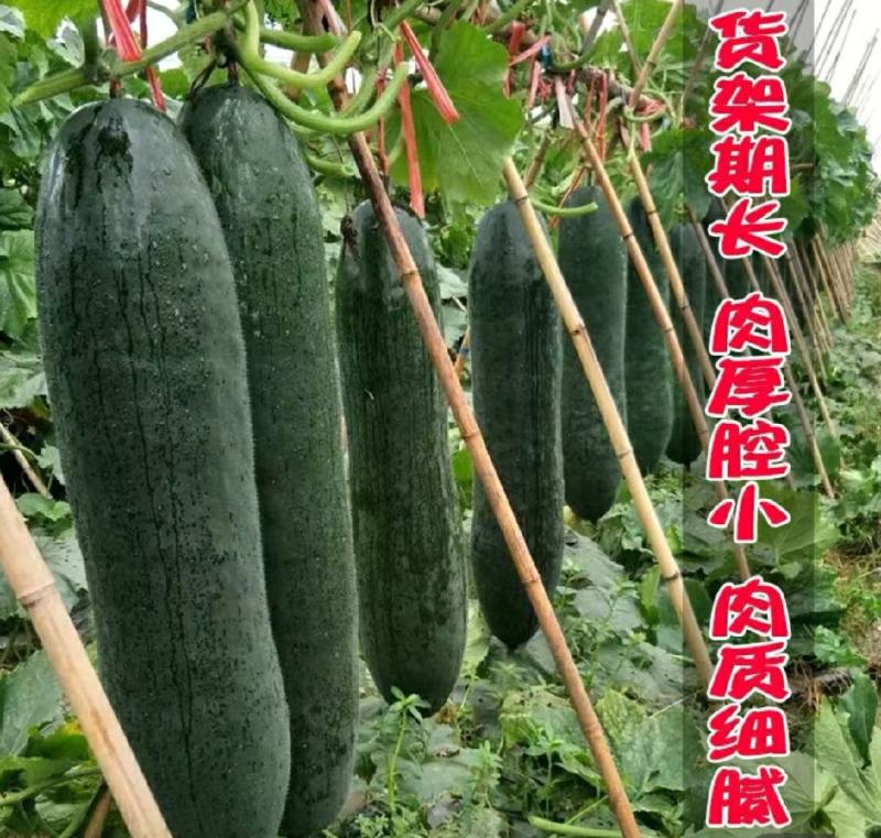 精品黑皮冬瓜产地发货一手货源批发品质保证价格美丽欢迎下单