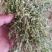 黄毛耳草大量上市产地直发可视频看货