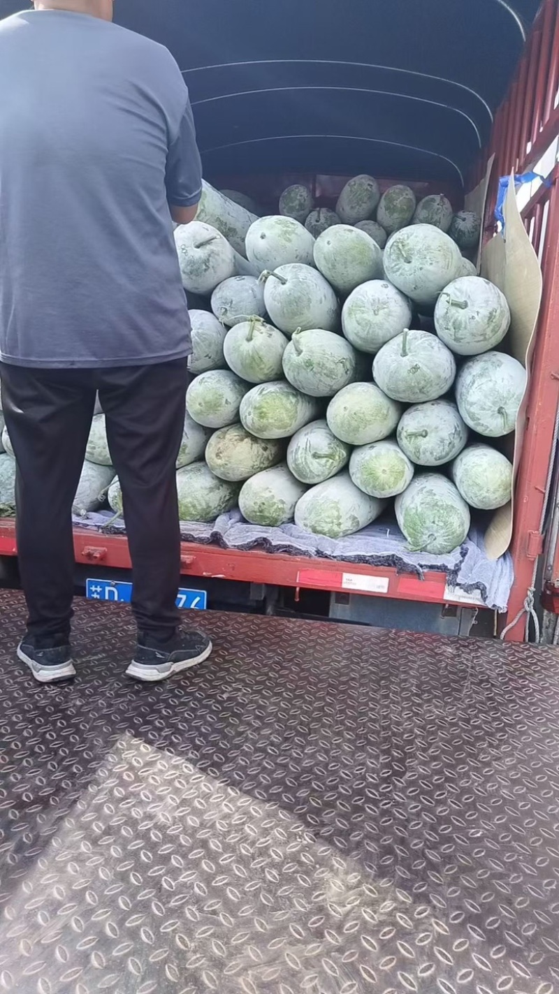 冬瓜