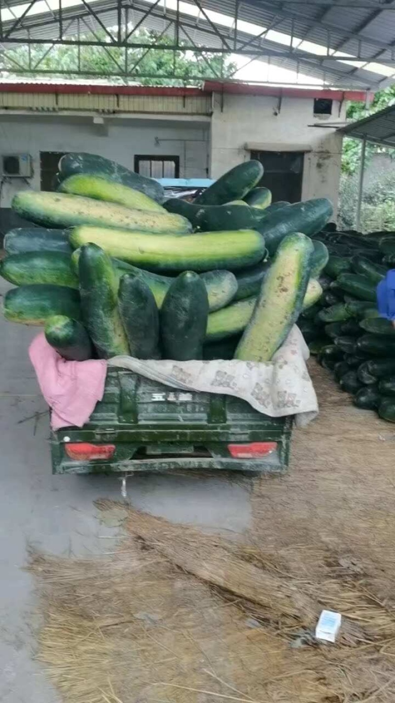 冬瓜