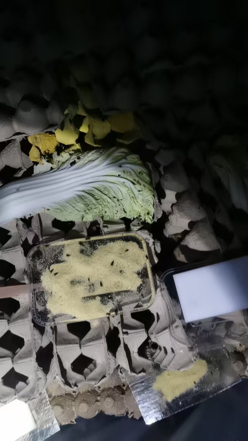 成品蟋蟀