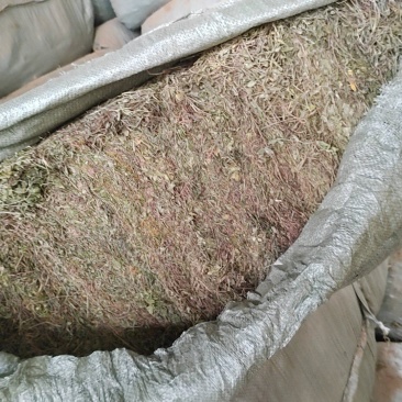 黄毛耳草对接各大平台全年有货质优价廉