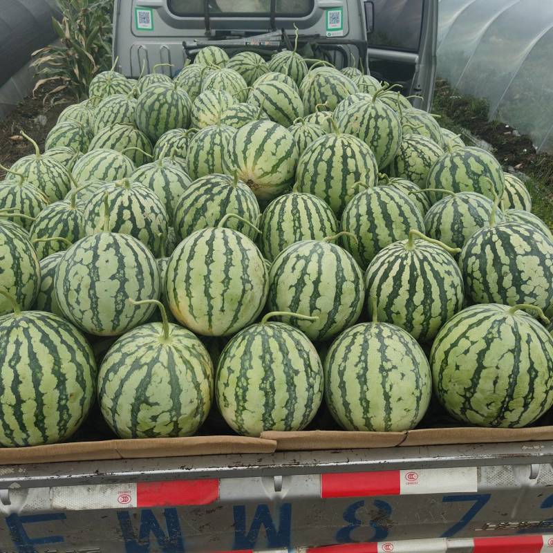精品美都，皮薄肉红，需要联系！