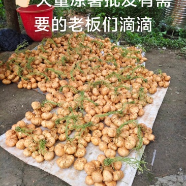广西桂林全州凉薯