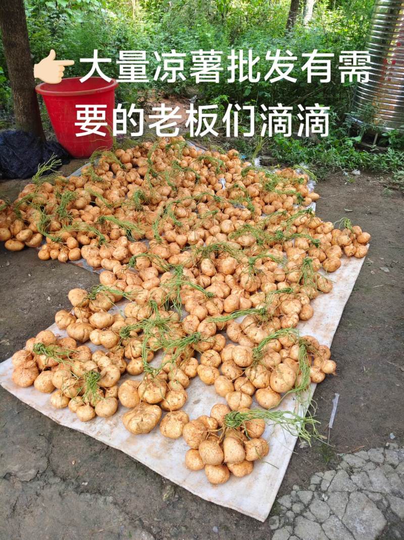 广西桂林全州凉薯